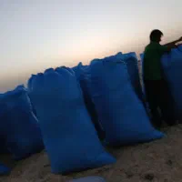 کاه عدس درجه یک