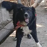 سگه گمشده قدرجونی