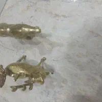 شتر.گوزن برنجی توپر