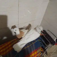جفت طوقی عروسک