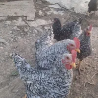 خروس