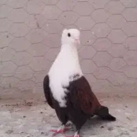 حراج کبوتر پرشی