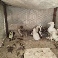 جوجه مرغ گلین