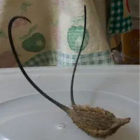 پنجه شیطان