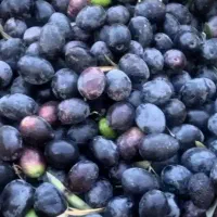 روغن زیتون اصل اصل
