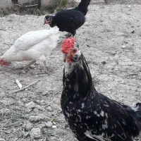خروس گلین