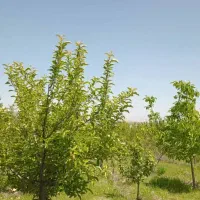 12000-متر-مربع-باغ