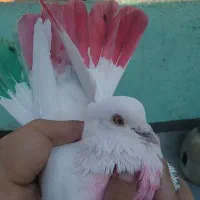 کفتر و کبوتر