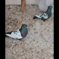 جفت کبوتر سینه ای  درشت درجه یک