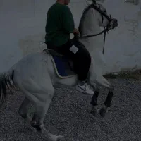 عرب ایرانی