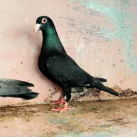 ماده کلاغ اصل