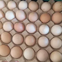 تخم مرغ محلی نطفه دار