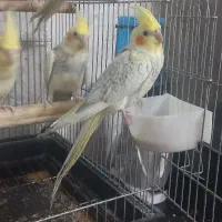 عروس هلندی
