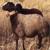 گوسفند زنده ۳۰% تخفیف ویژه