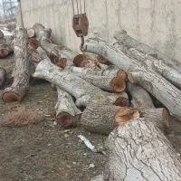 خرید درخت و هیزم چوب