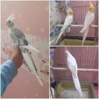 عروس هلندی ماده