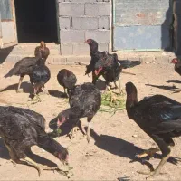تخم مرغ  اشامو افغان یه تیغ مشکی