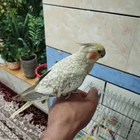 عروس هلندی