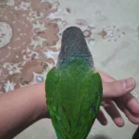 طوطی گیرینچیک