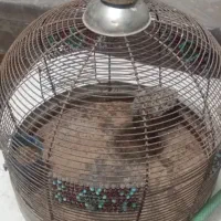 جوجه قناری خ