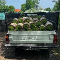 نشا برنج هاشمی  ، بلند وانیشایی ماشینی و دستی