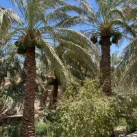 باغ خرما