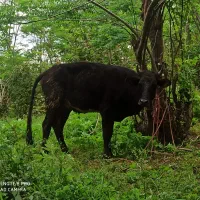 لیشه گاو گوساله ورزا
