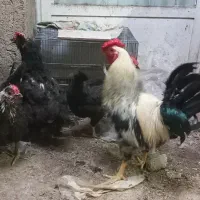 مرغ وخروس