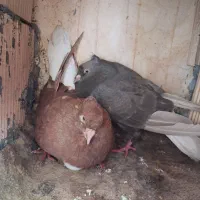 یک جفت اشعل دمسفید