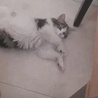 بچه گربه خانگی