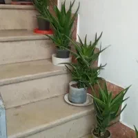 گل و گیاه