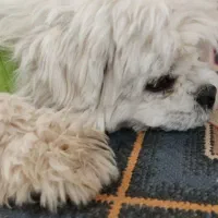 سگ گمشده|حیوانات|برخوار, |دیوار