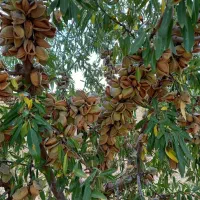 فروش نهال درجه‌یک مستقیم از نهالستان