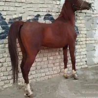 اسب نژاد عرب ایرانی اصیل فروش/معاوضه