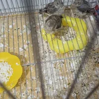 جوجه سهره قناری