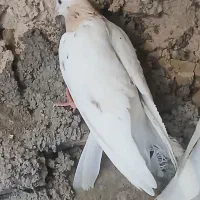 کفتر پرشی