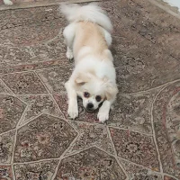 سگ ماده