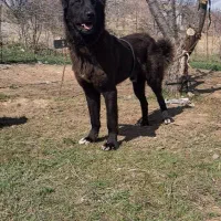 توله سگ سرابی