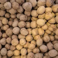 فروش عمده گردو (چینی)بلغاری ۵۸٪ مغز