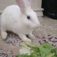 خرگوش سفید ، ماده