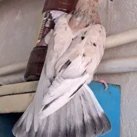 ماده سرور
