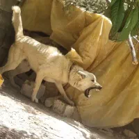 سگ سرابی