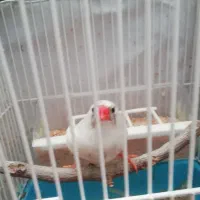 فنچ|پرنده|شیراز, شهرک گلها|دیوار