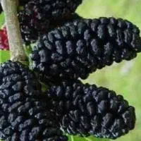 شاتوت فروشی