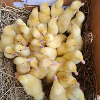 جوه اردک اسراعیلی ومحلی تخمگذار