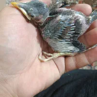 جوجه مرغ مینا