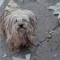 خارجی