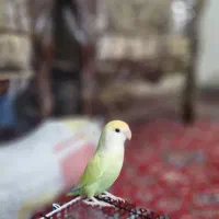 طوطی برزیلی ماده آماده