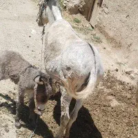 الاغ ماده با کره پنج روزه