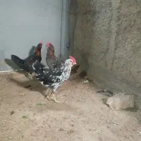 خروس گلین 5 ماهه
